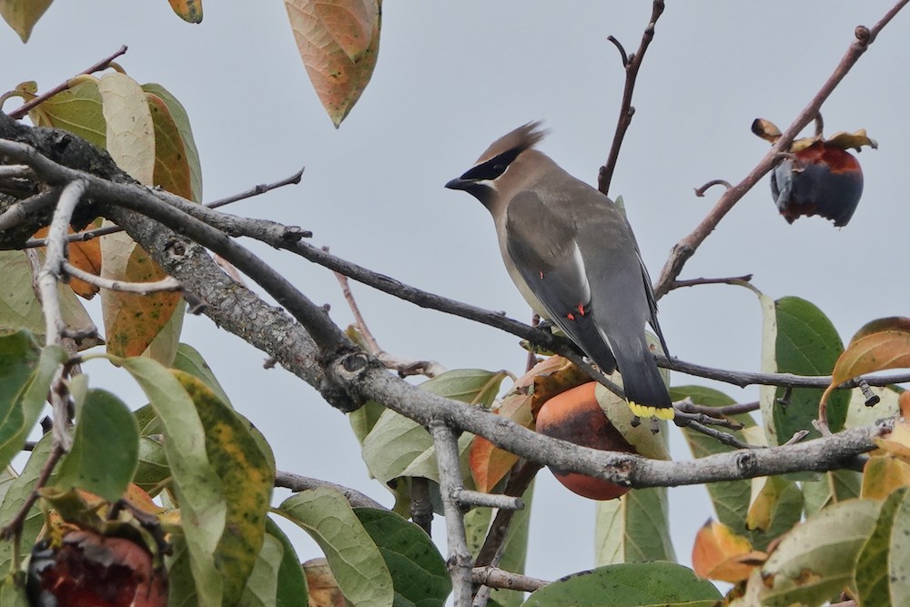 Cedar Waxwing - ML385143871