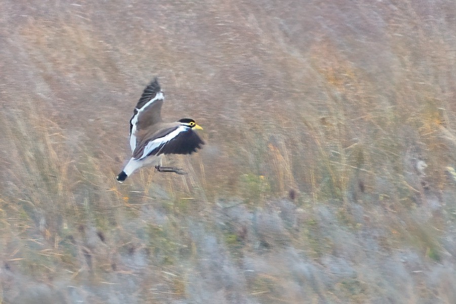 Banded Lapwing - ML385144851