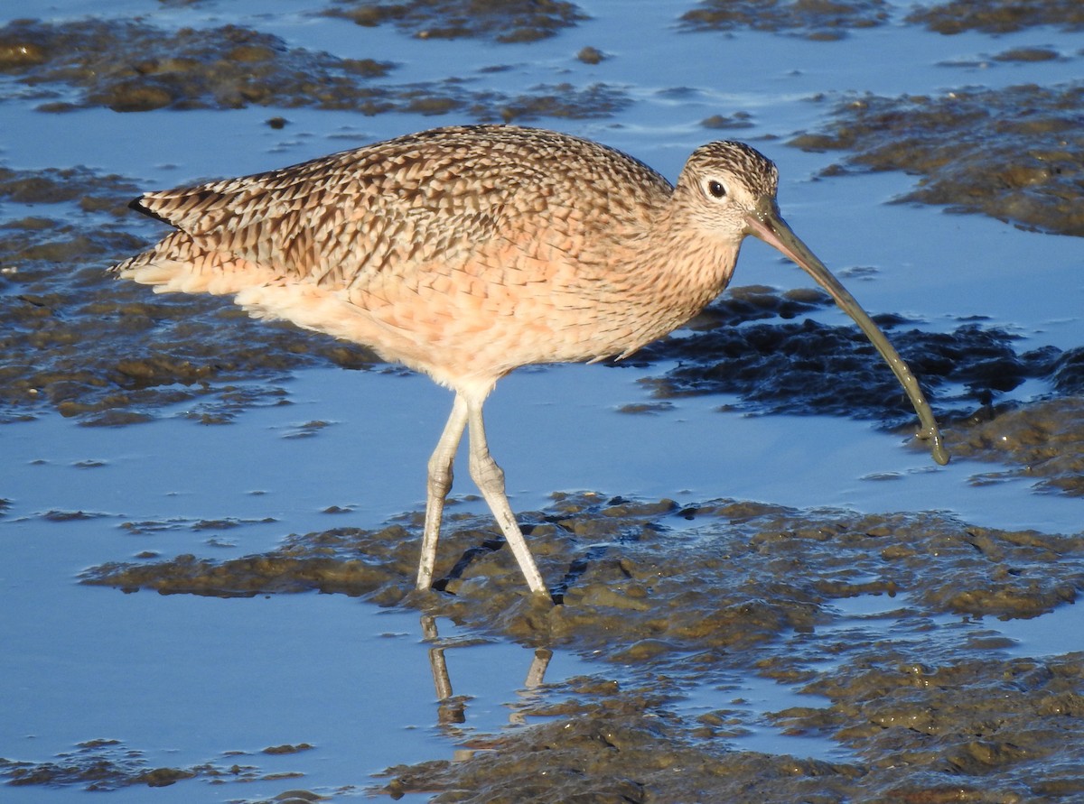 Long-billed Curlew - ML385146521