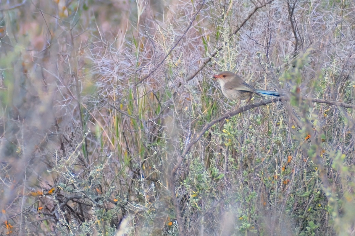 fairywren sp. - ML385146991