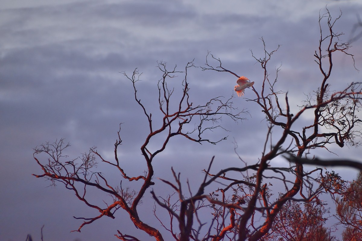 Pink Cockatoo - ML385147301