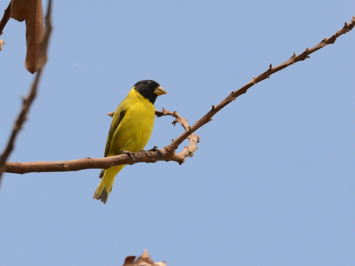 Antillean Siskin - ML38514771