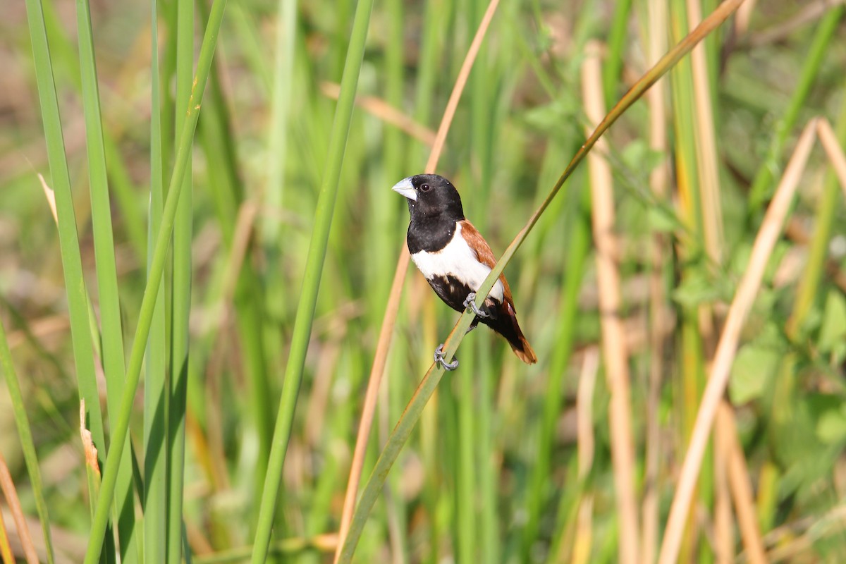 Tricolored Munia - Deepen Tratiya