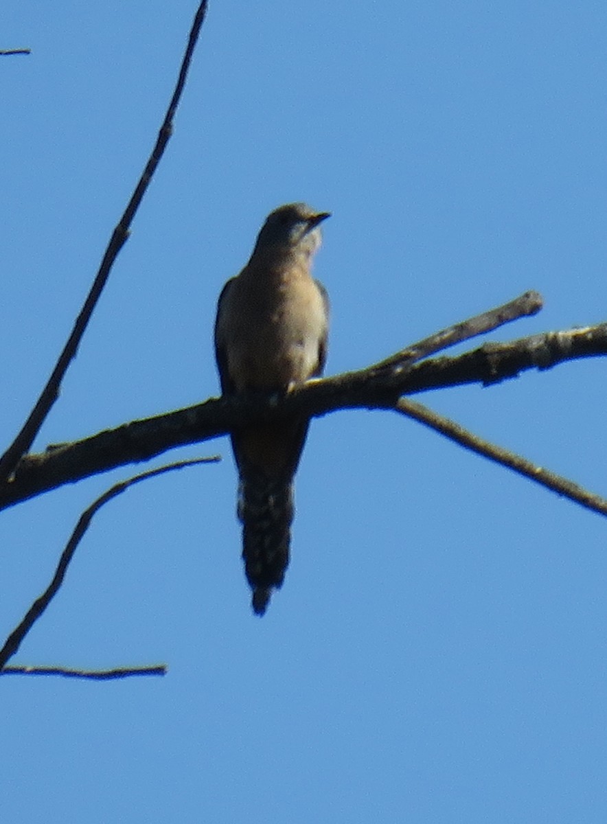 Fan-tailed Cuckoo - ML385149231