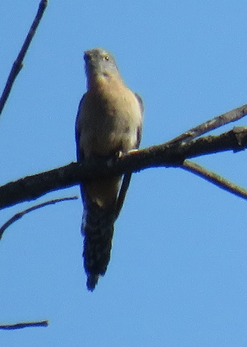 Fan-tailed Cuckoo - ML385149241