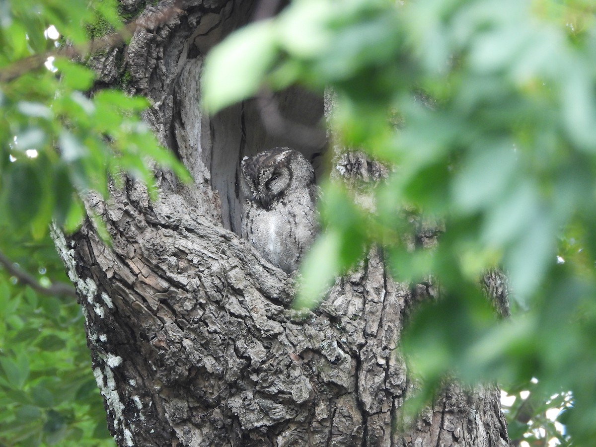 Collared Scops-Owl - ML385151361