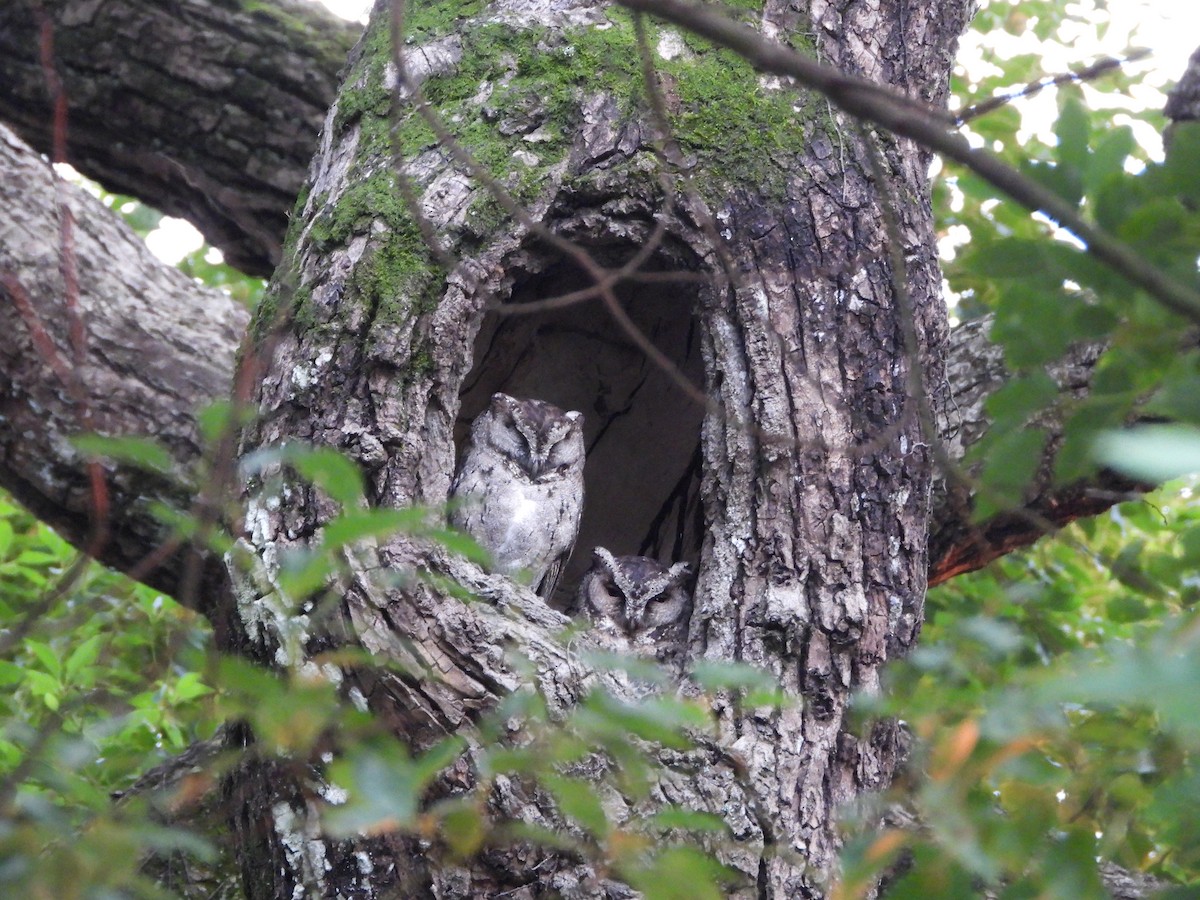 Collared Scops-Owl - ML385151411