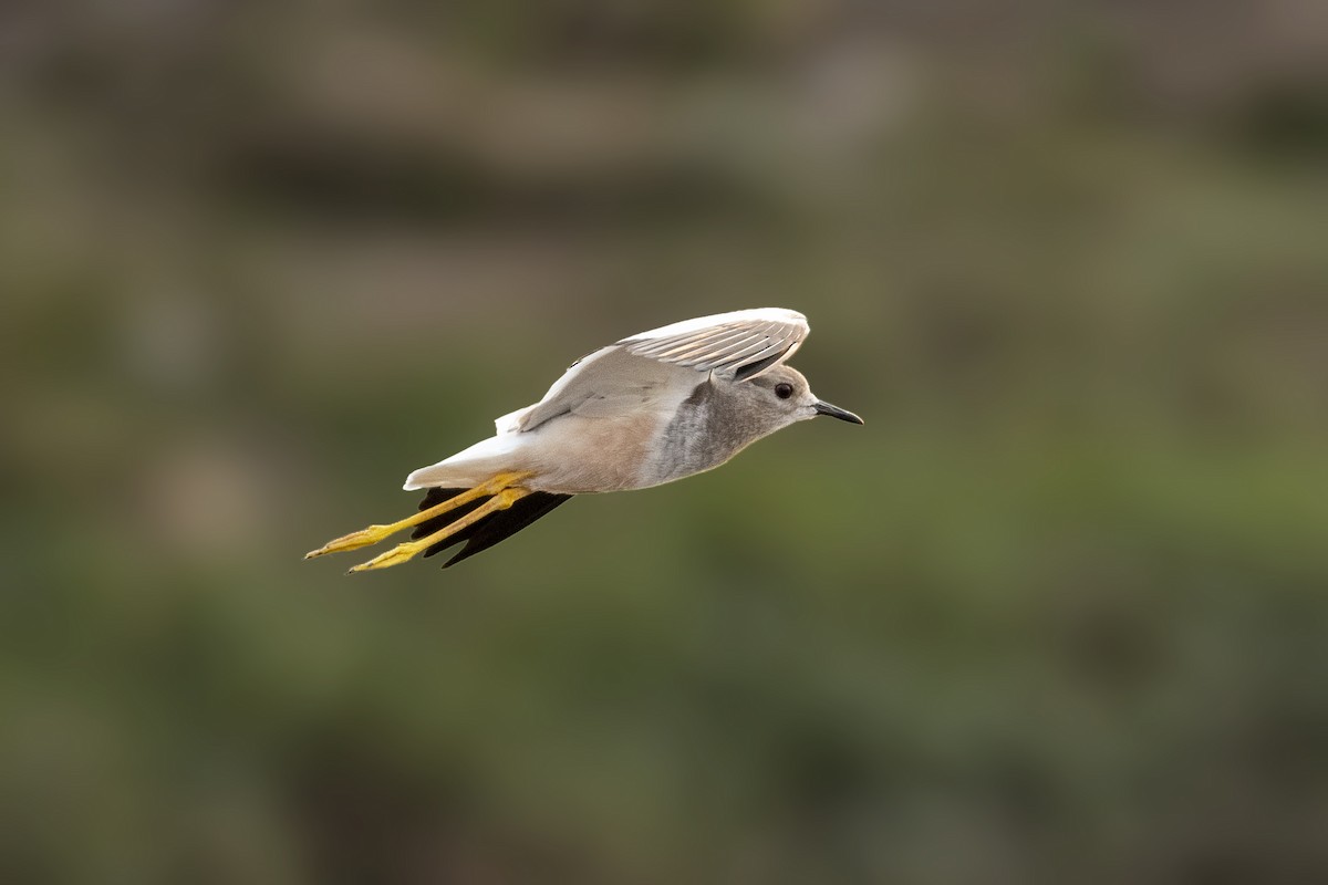 White-tailed Lapwing - Parmil Kumar