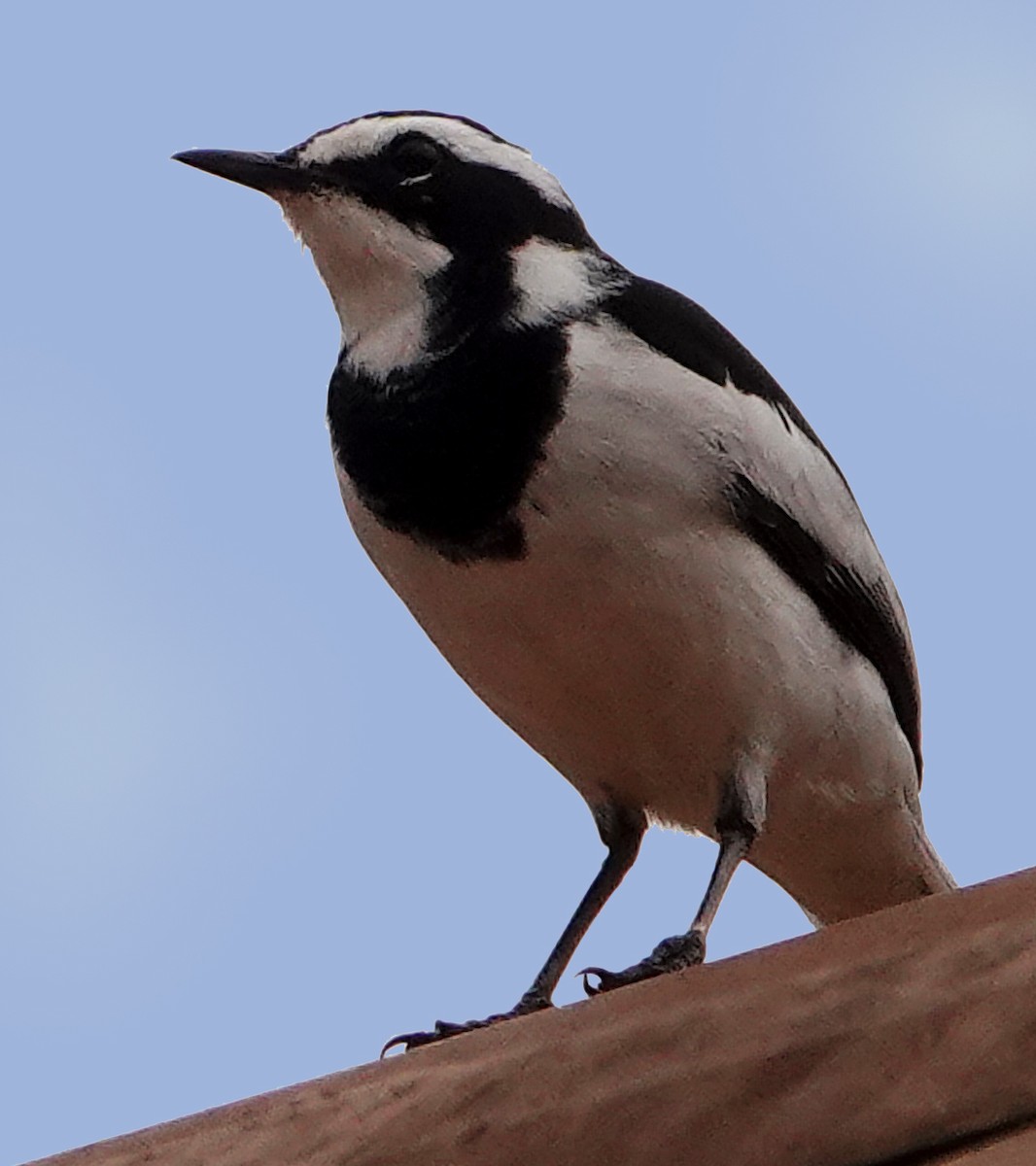 African Pied Wagtail - ML385151901