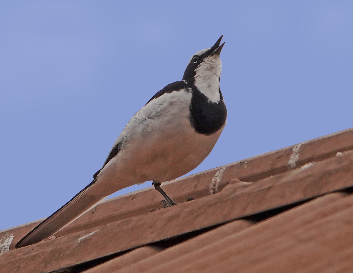 African Pied Wagtail - ML385151911