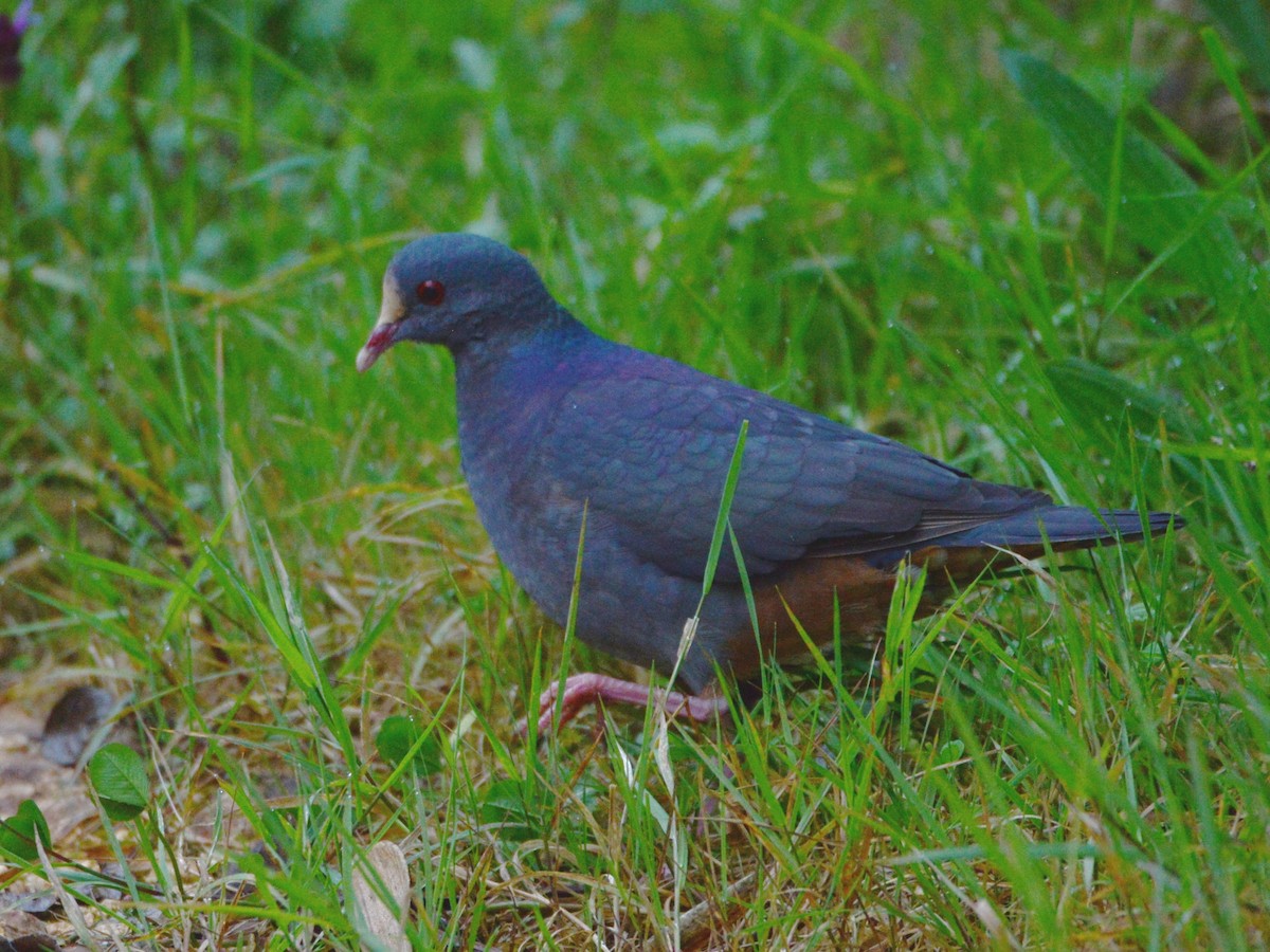 White-fronted Quail-Dove - Alan Van Norman