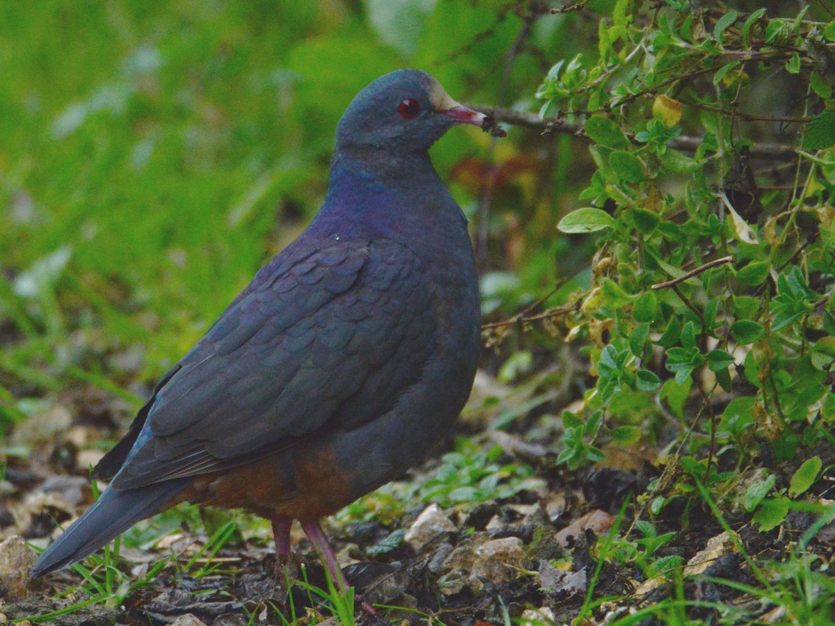 White-fronted Quail-Dove - ML38515271