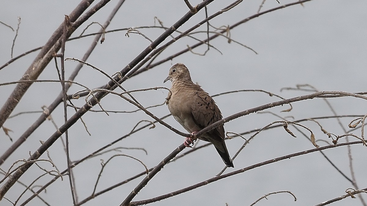 Ecuadorian Ground Dove - Mario Martin