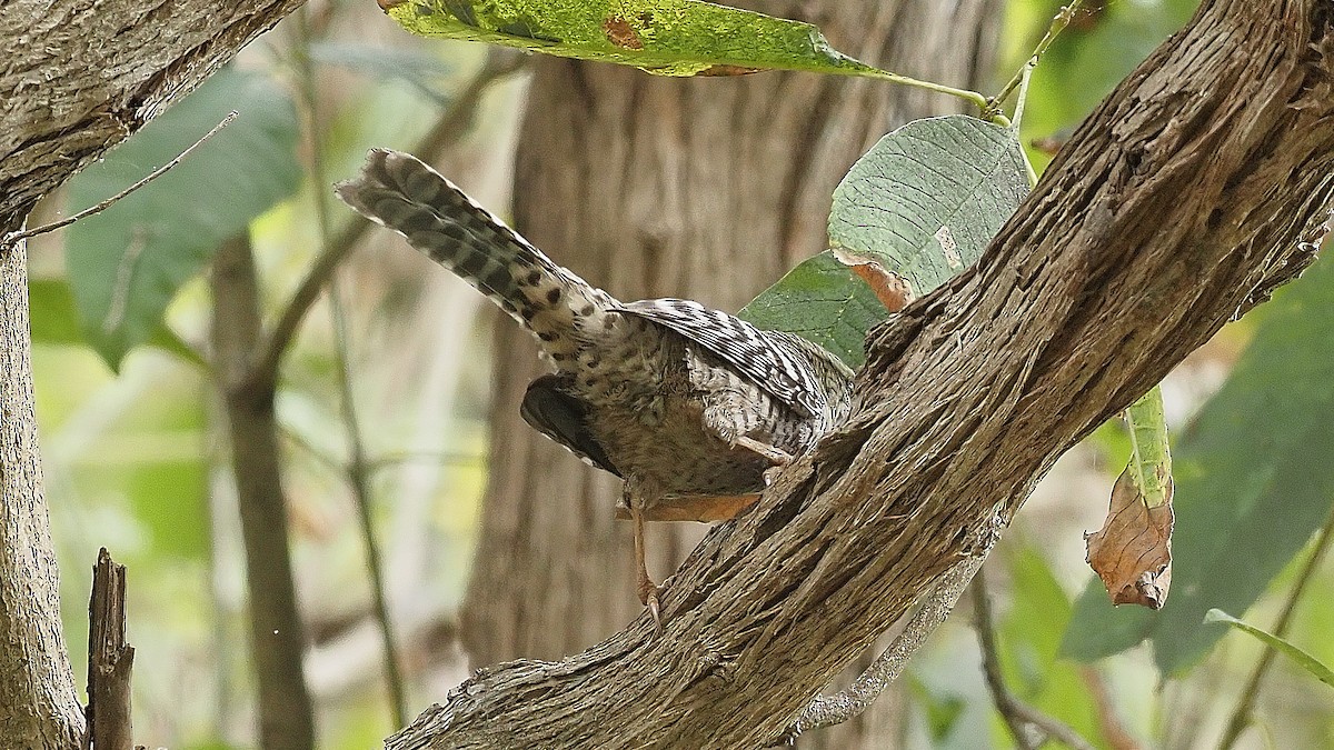 Fasciated Wren - Mario Martin