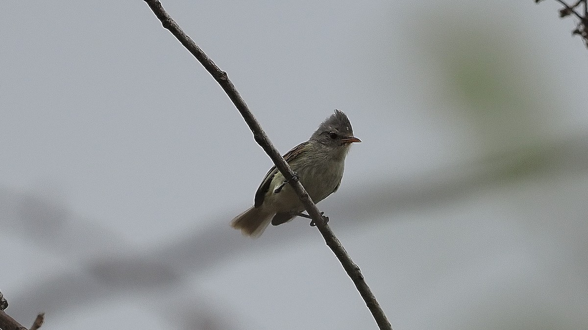 Southern Beardless-Tyrannulet - Mario Martin