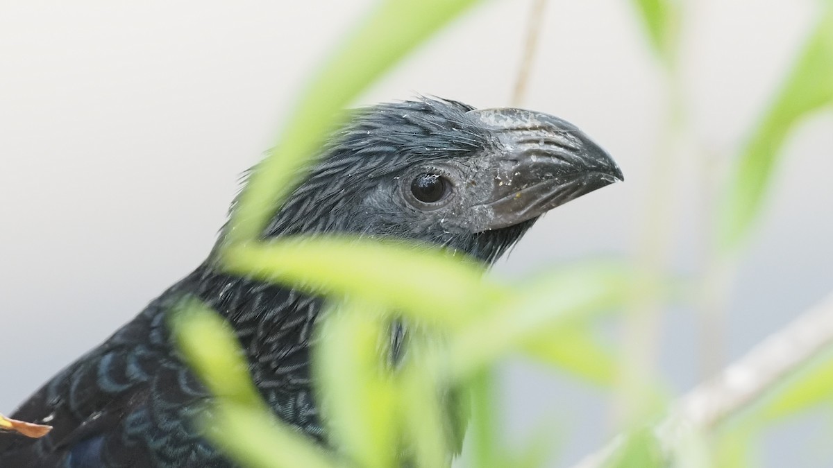 Groove-billed Ani - Mario Martin