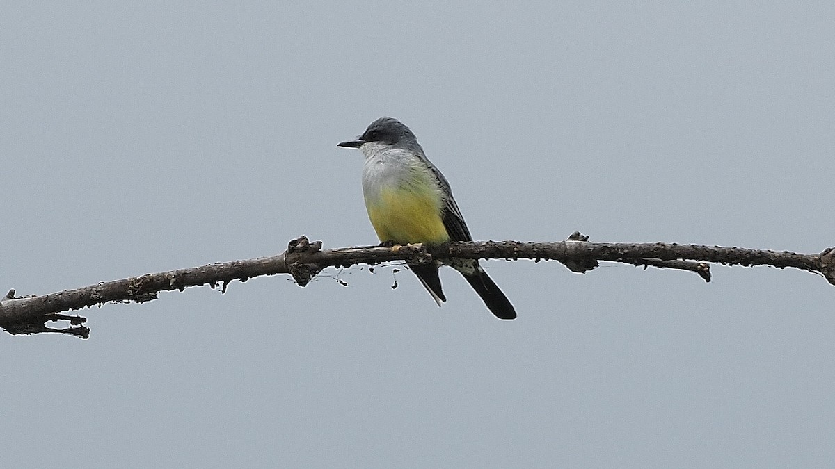 Snowy-throated Kingbird - ML385154021