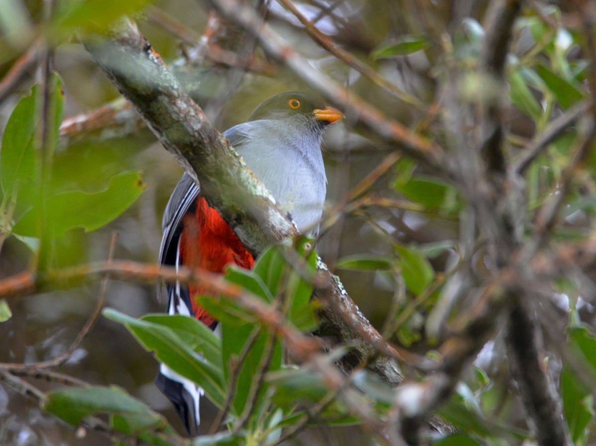 Trogon damoiseau - ML38515431