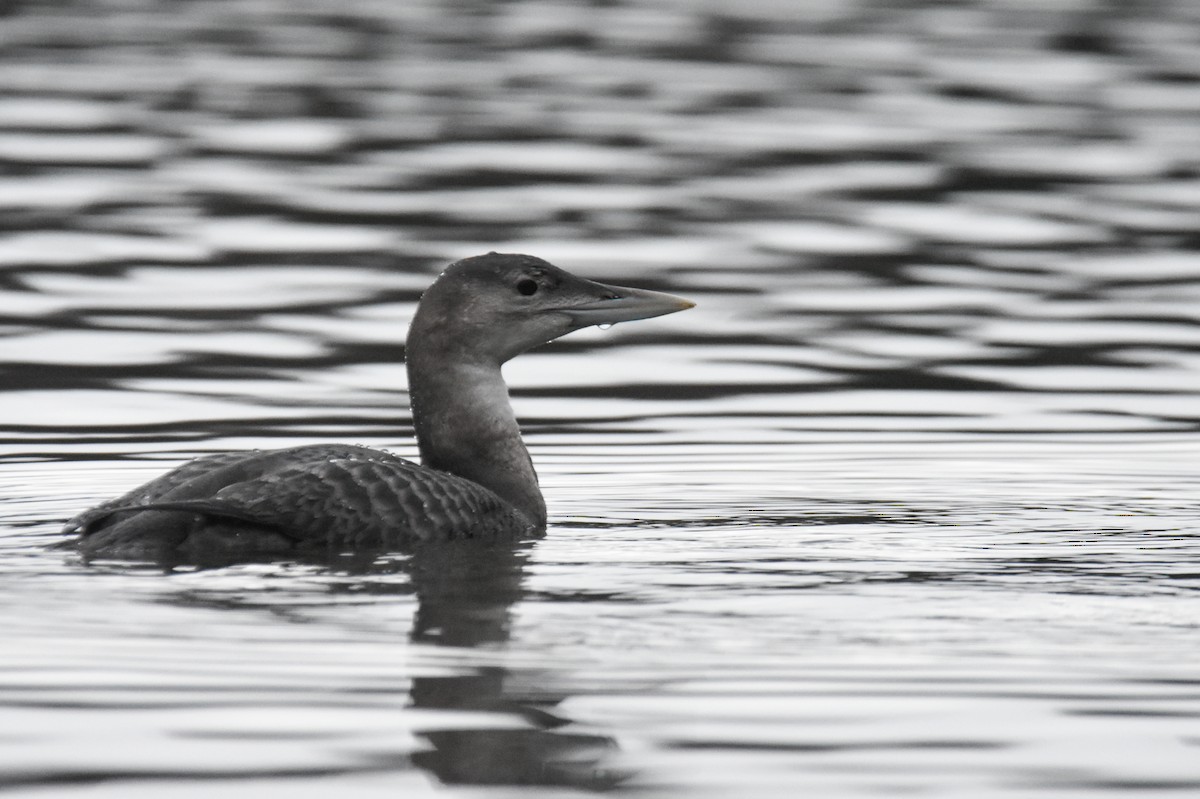 Yellow-billed Loon - Andy Bankert