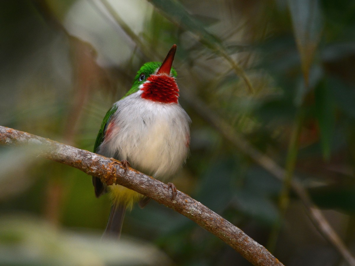 Narrow-billed Tody - ML38515521