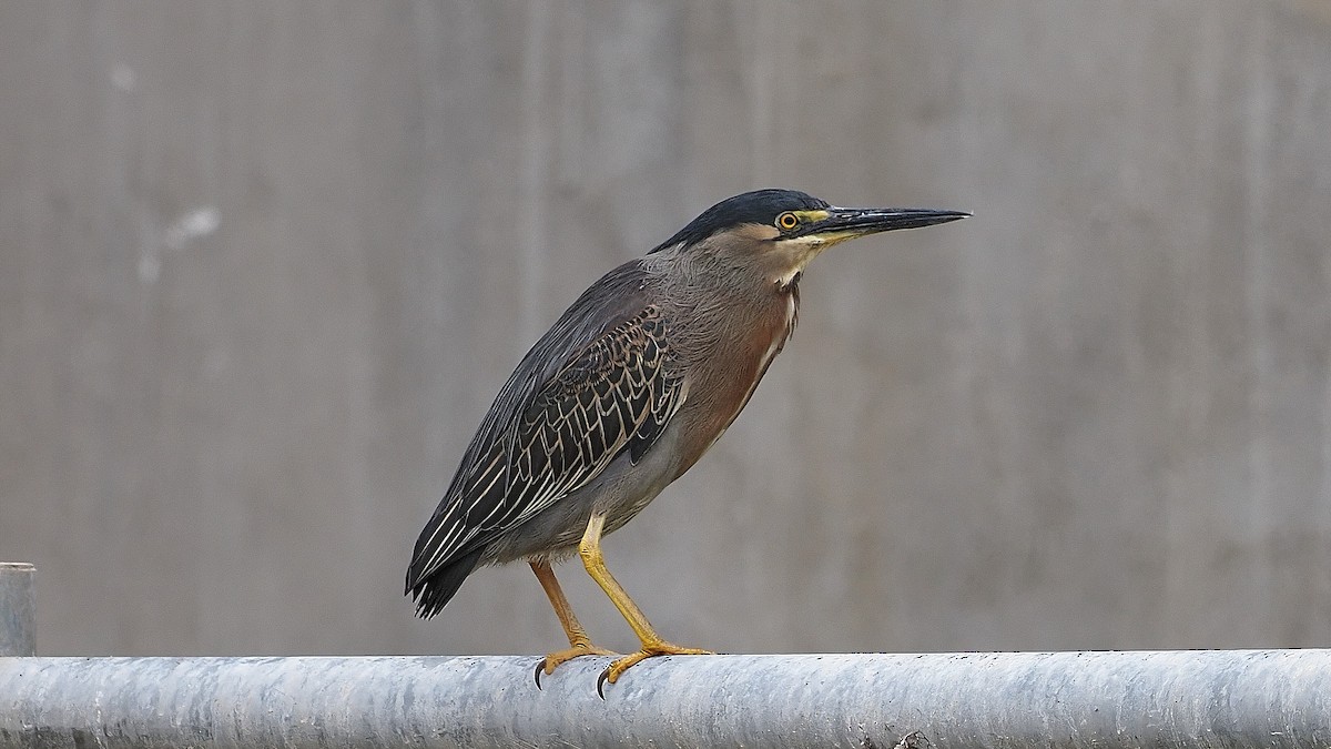 Striated Heron (South American) - ML385155681