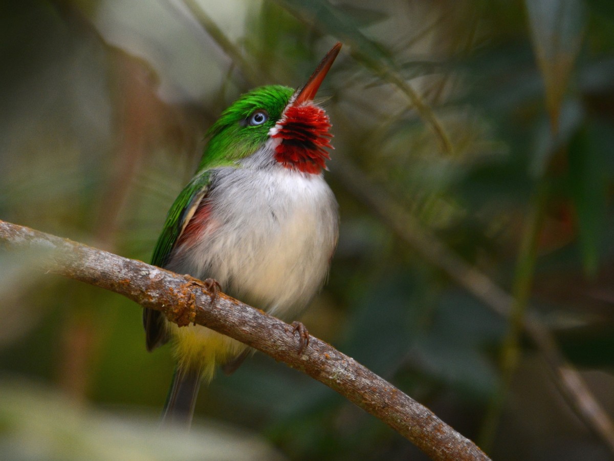 Narrow-billed Tody - ML38515591