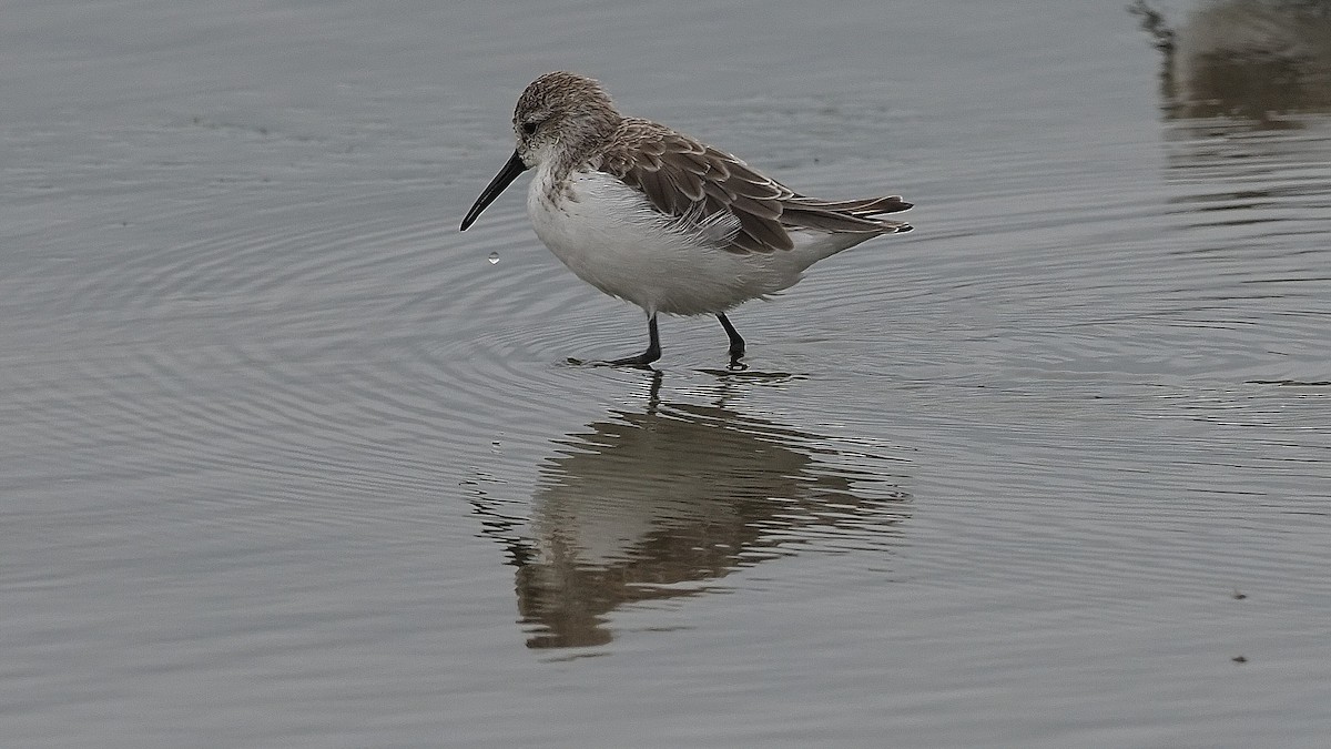 Western Sandpiper - ML385156351