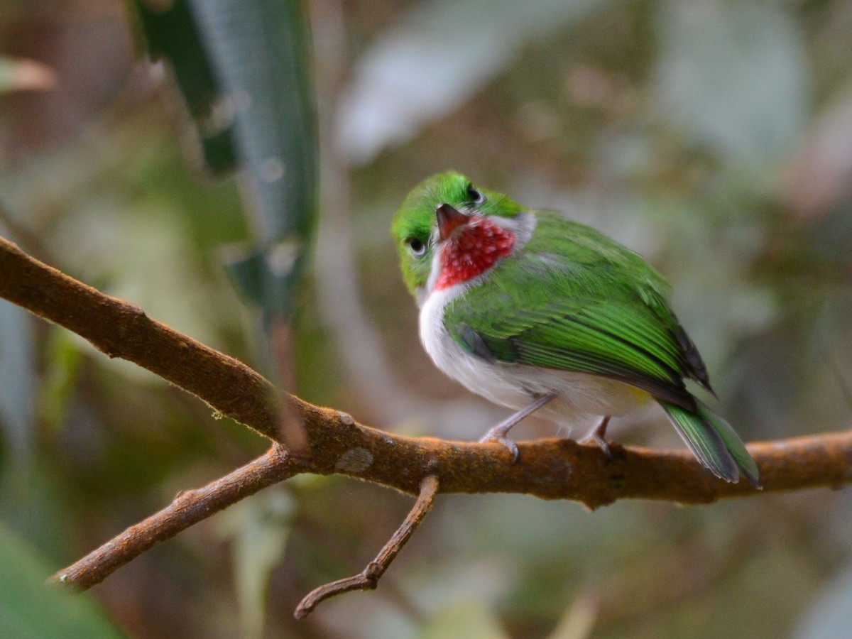 Narrow-billed Tody - ML38515691