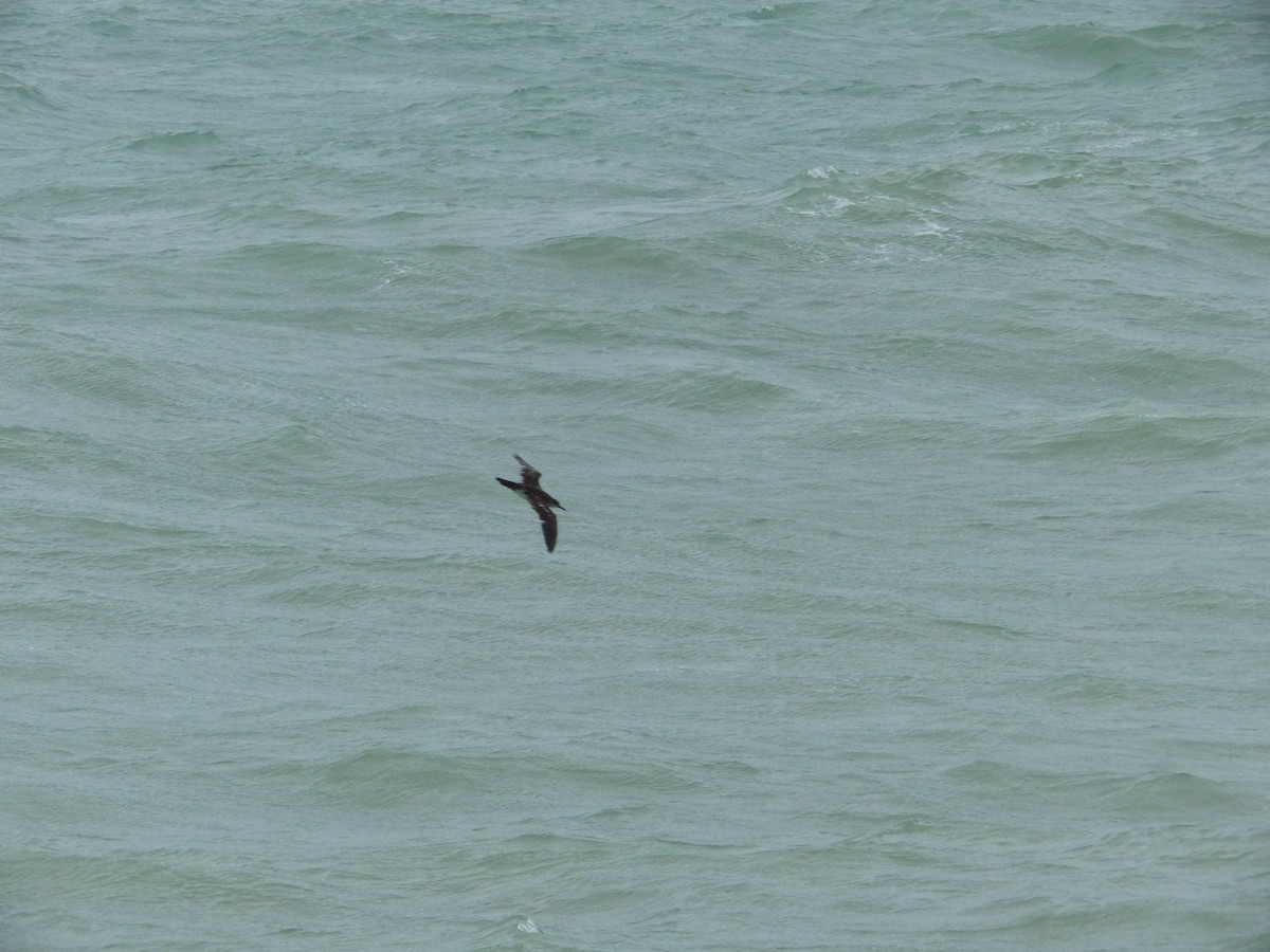 Manx Shearwater - ML38515701