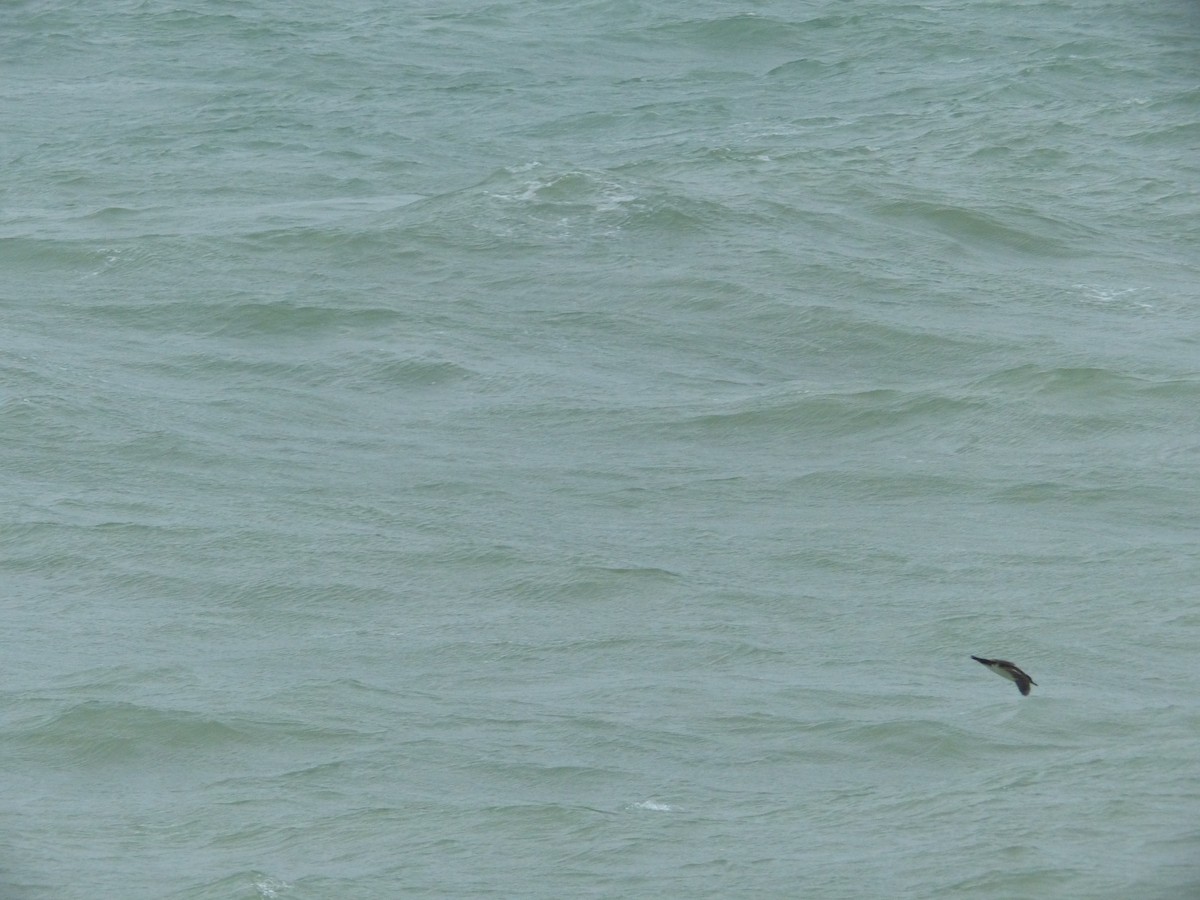 Manx Shearwater - Anonymous