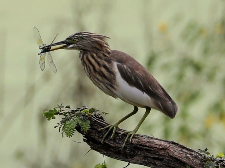 Indian Pond-Heron - ML385158821