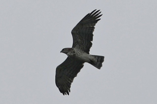 Short-toed Snake-Eagle - ML385158841