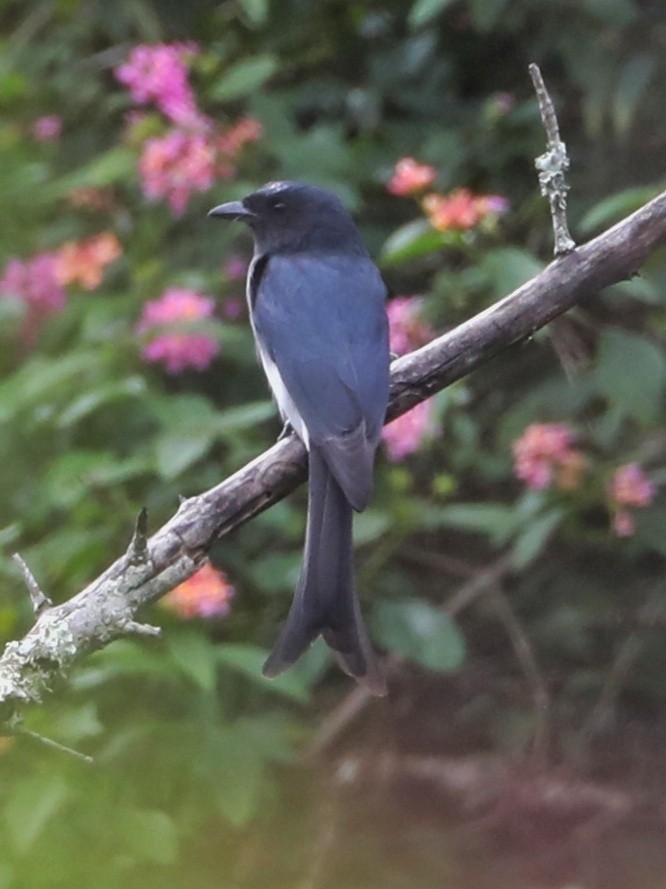 White-bellied Drongo - ML385158871