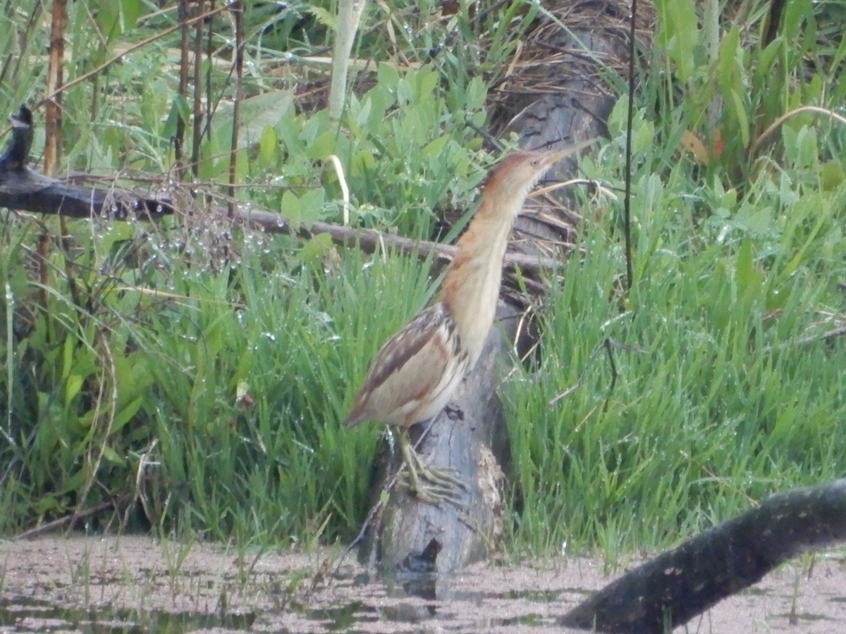 Black-backed Bittern - ML385160251