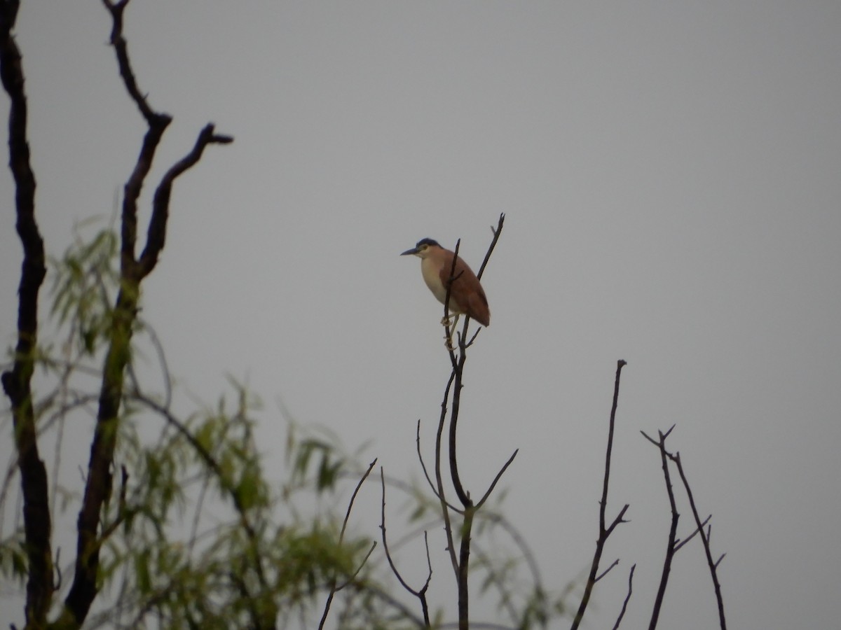 Nankeen Night Heron - Cornelia (Lia) Battisson
