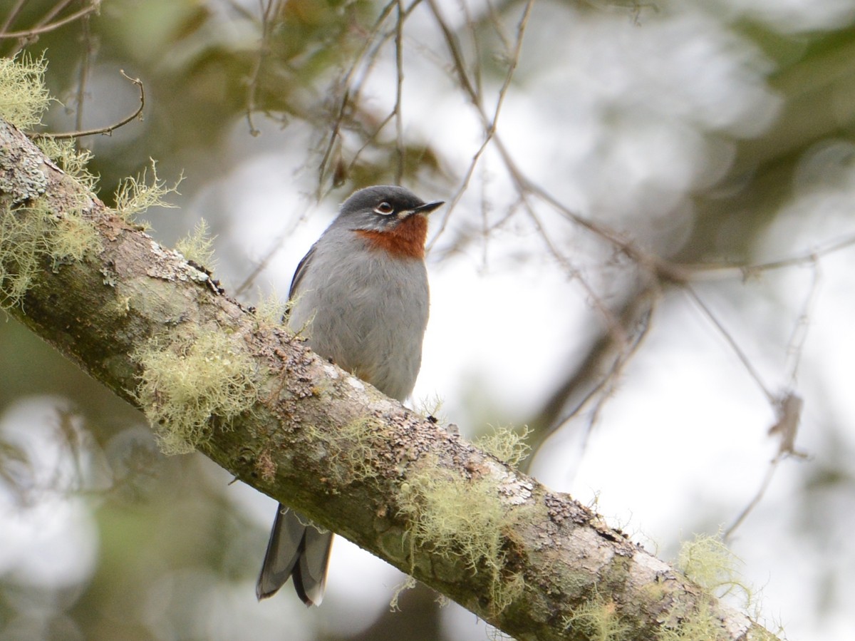 Rufous-throated Solitaire - Alan Van Norman