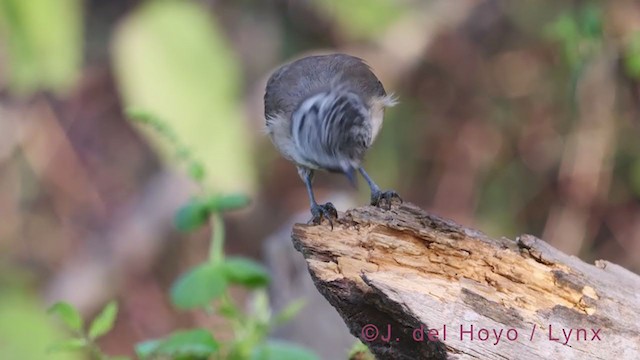 Mésange huppée - ML385161871