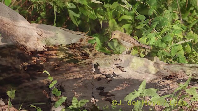 Melodious Warbler - ML385161941