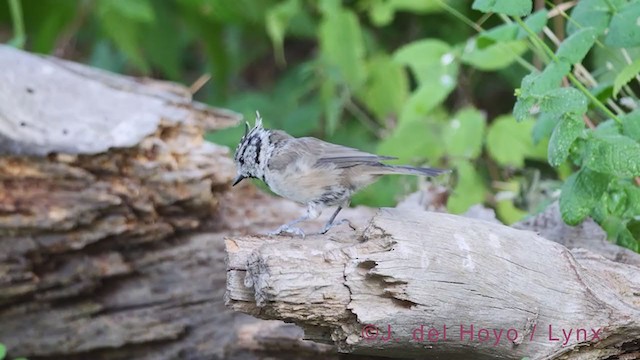 Crested Tit - ML385161981