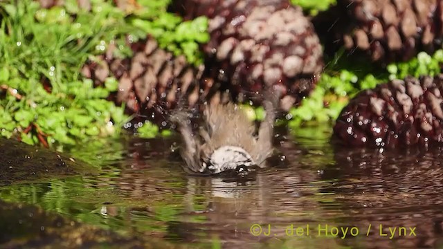 カンムリガラ - ML385162361