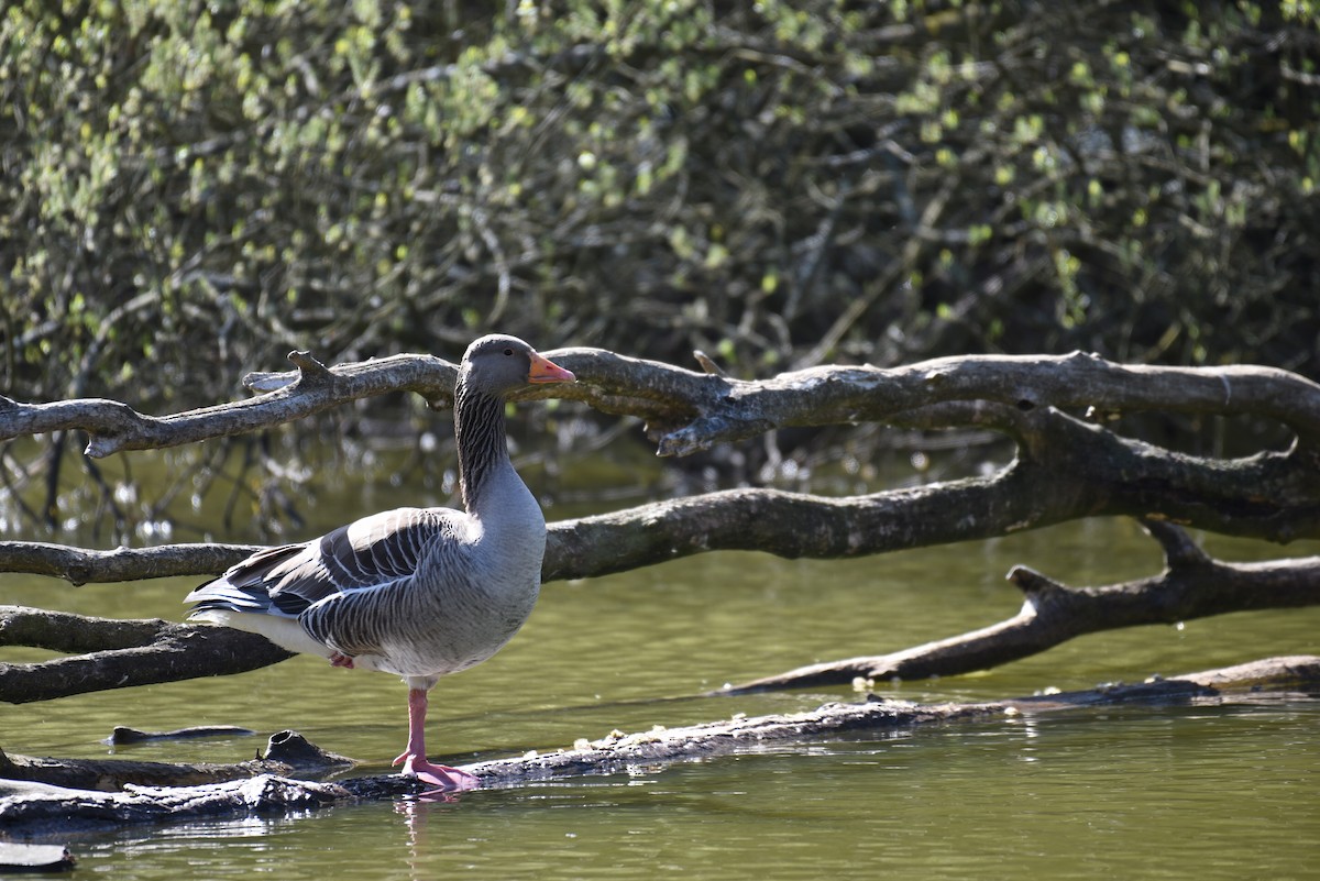 Graylag Goose - ML385162371