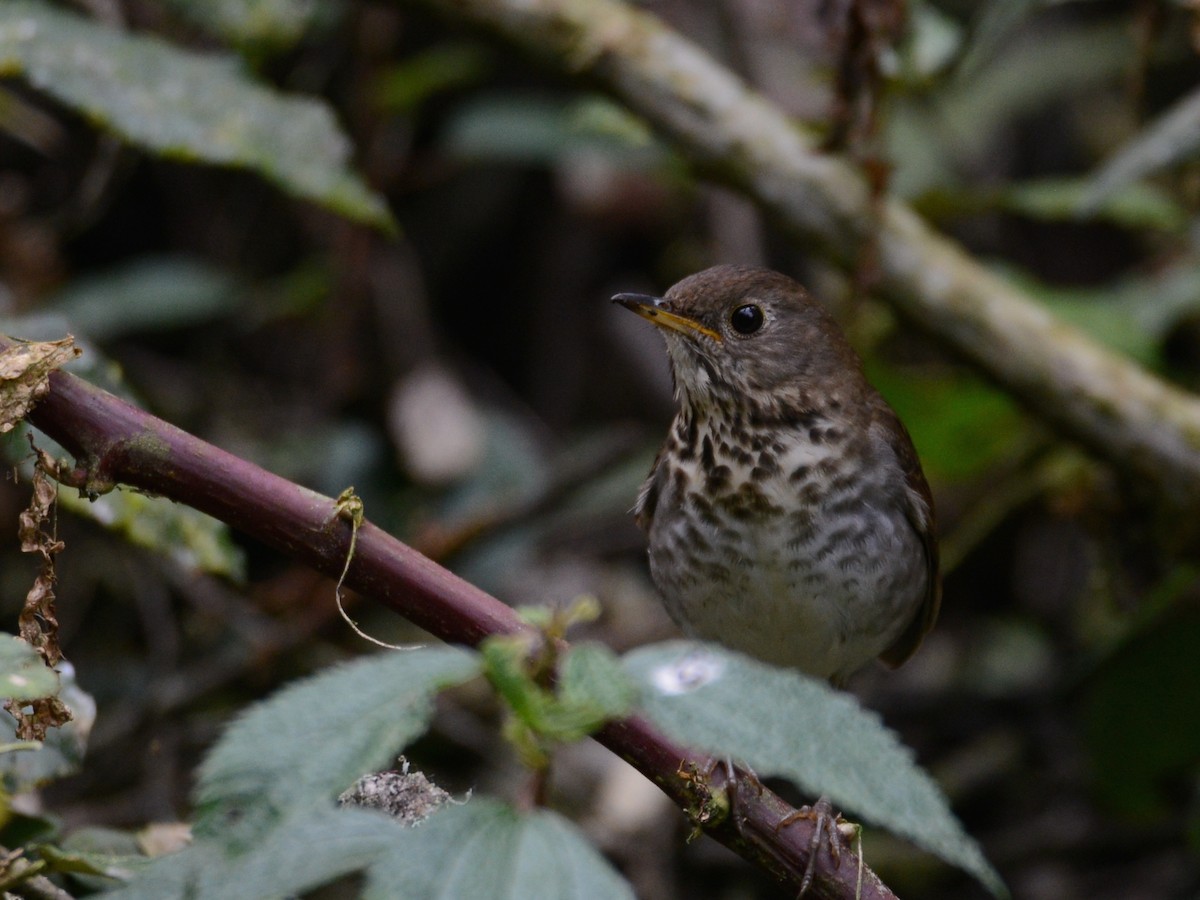 Bicknell's Thrush - ML38516251