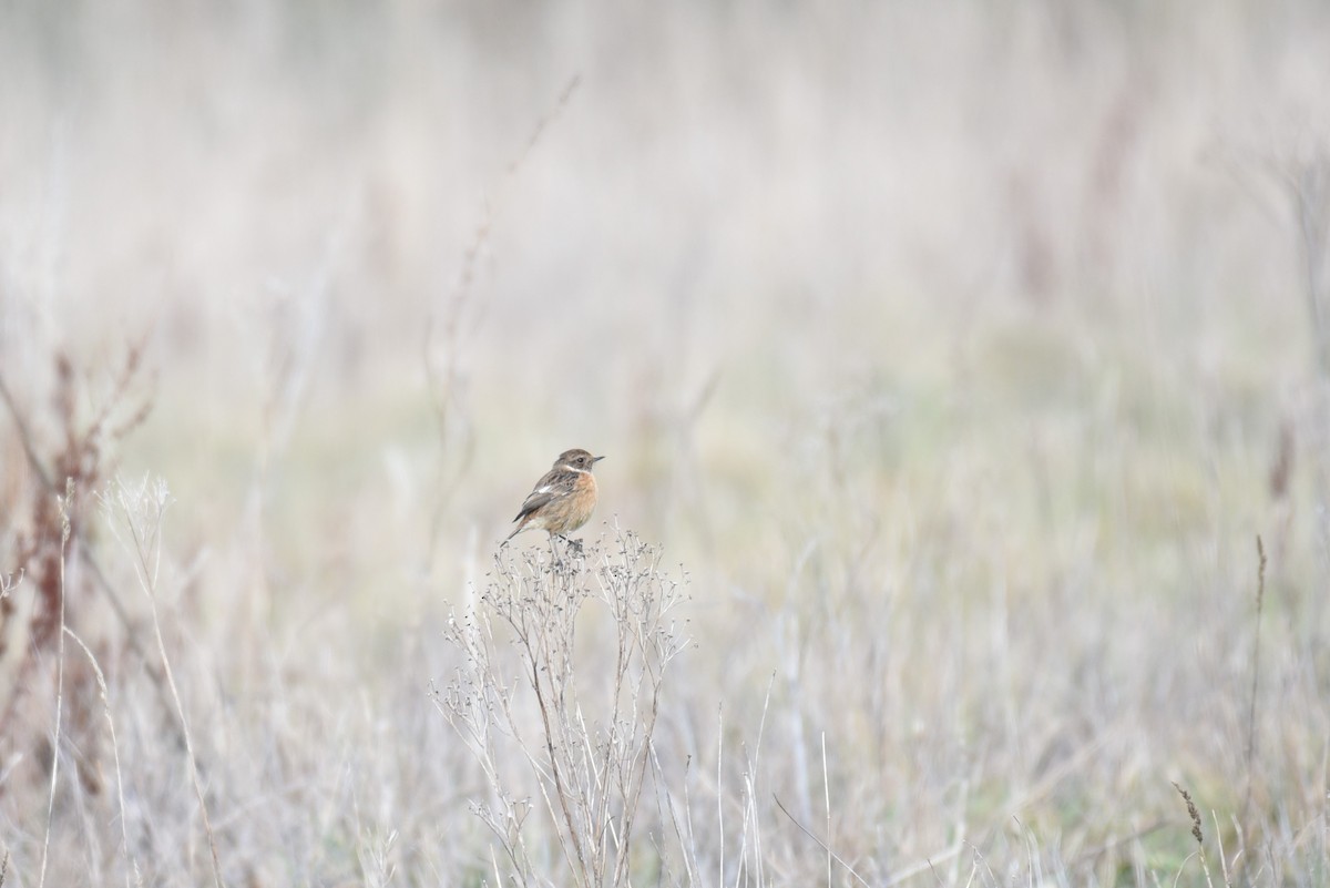 European Stonechat - ML385162821