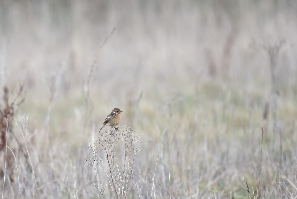 European Stonechat - ML385162831