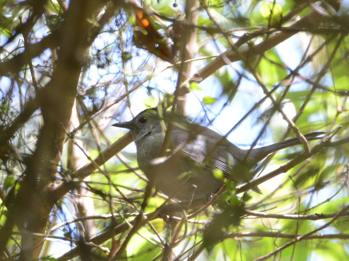 Gray Catbird - ML38516411