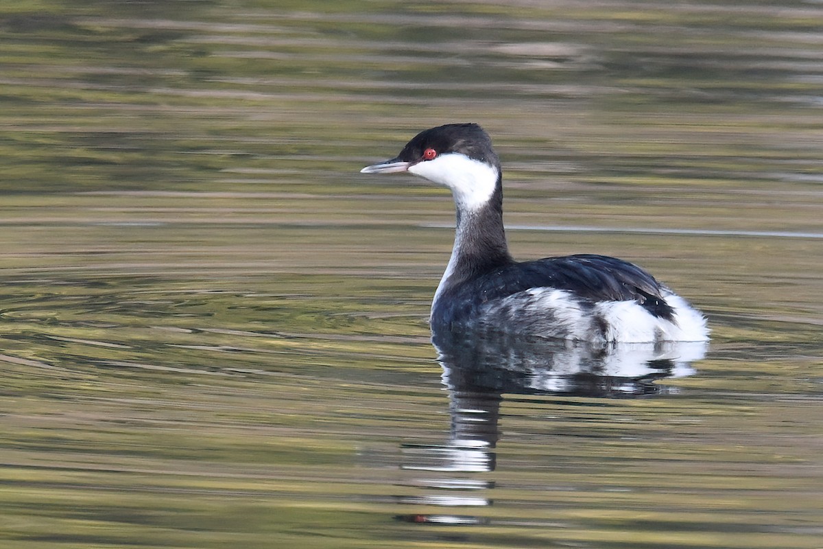 Horned Grebe - peng su