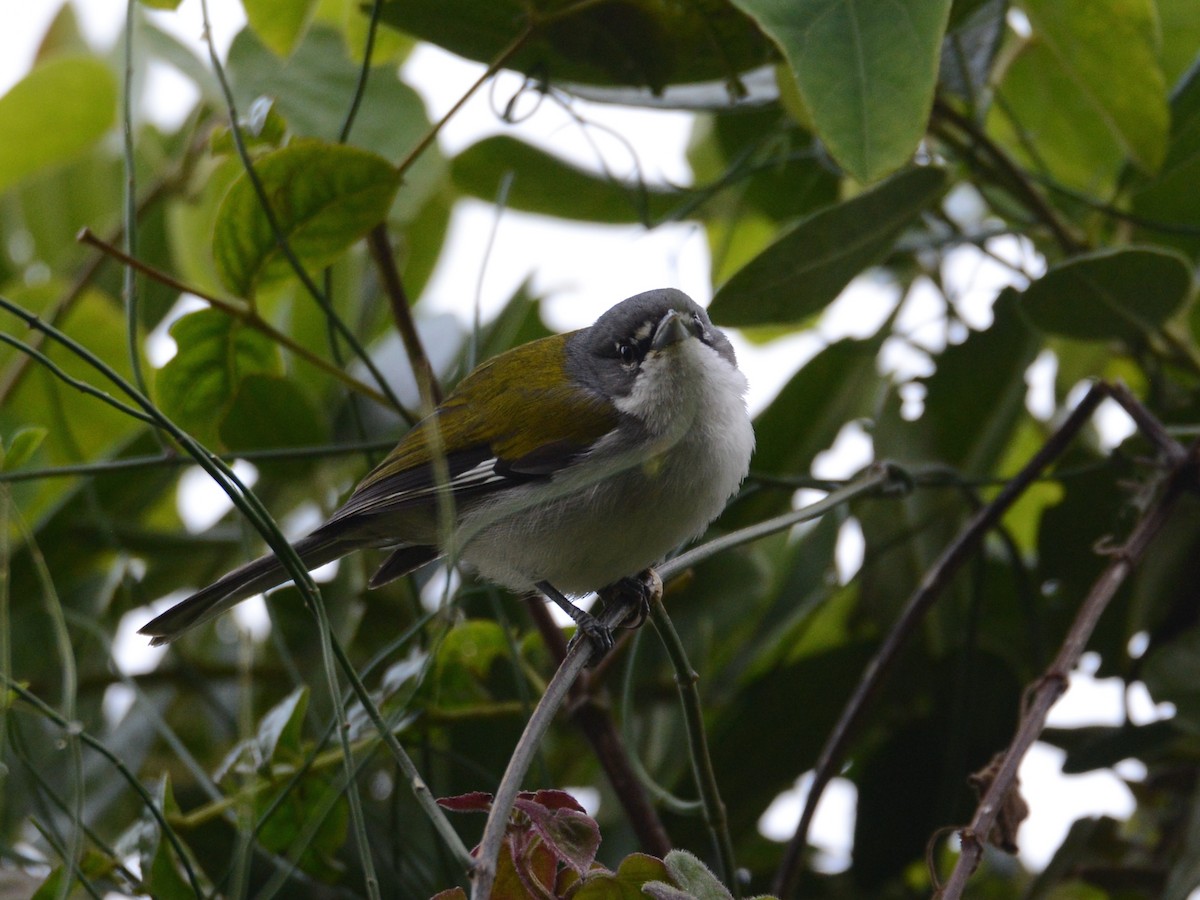 White-winged Warbler - ML38516591