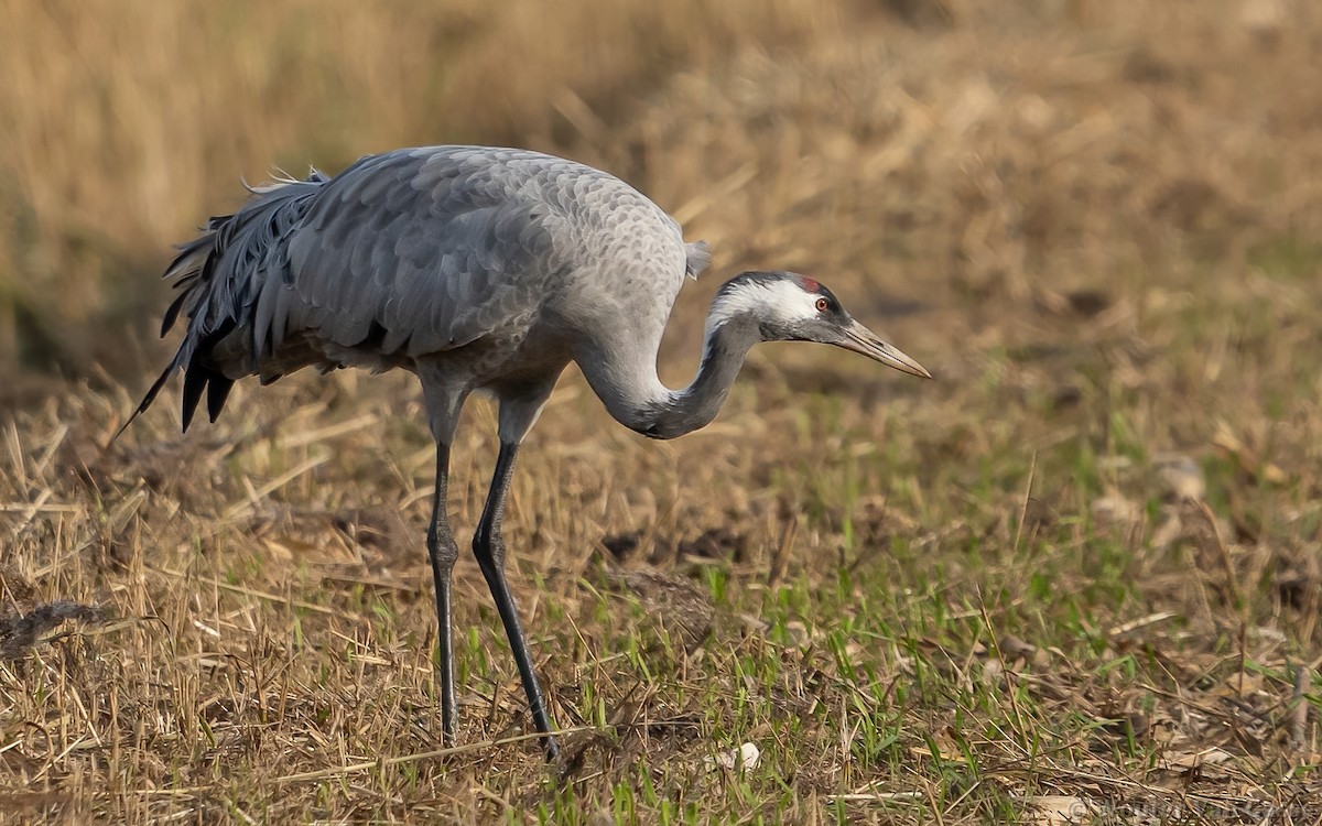 Common Crane - Wouter Van Gasse