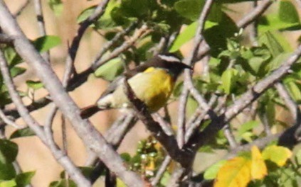 Bananaquit - ML385167251