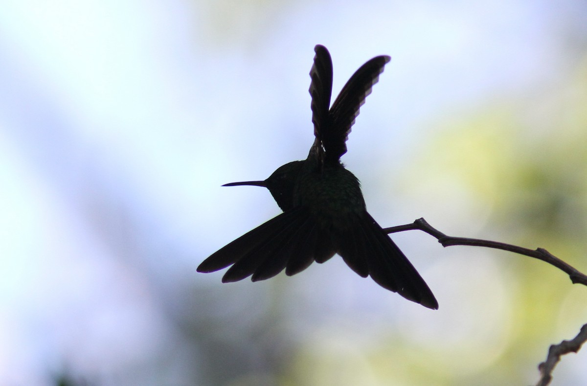 kolibřík haitský - ML385167571